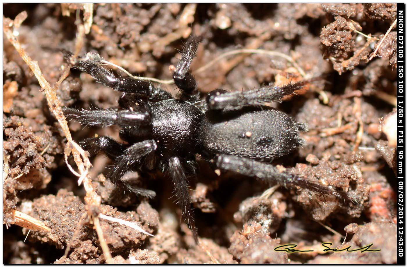 Ctenizidae? No. Gnaphosa sp. - Alghero (SS)